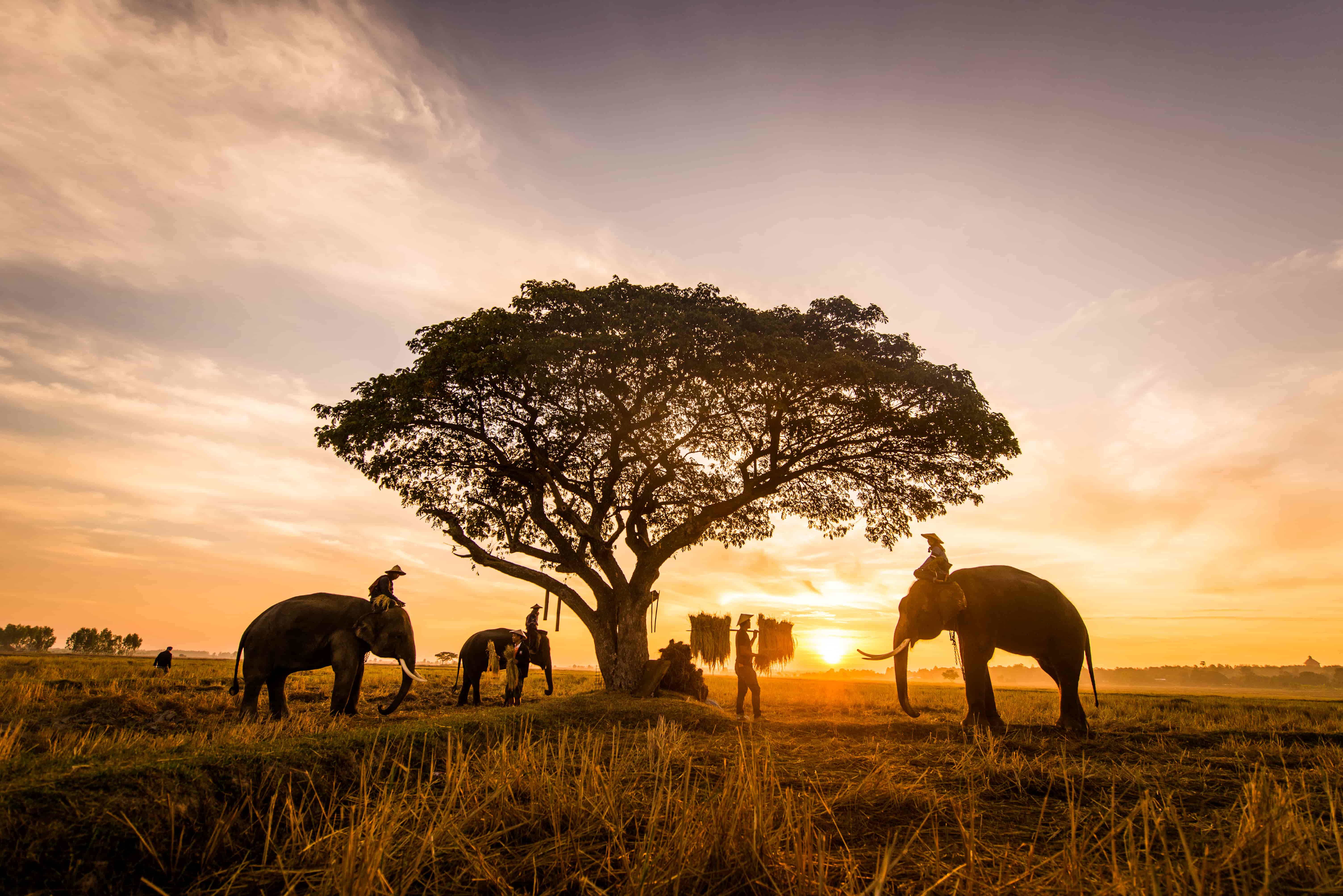 Aafrika reisisihtkoht